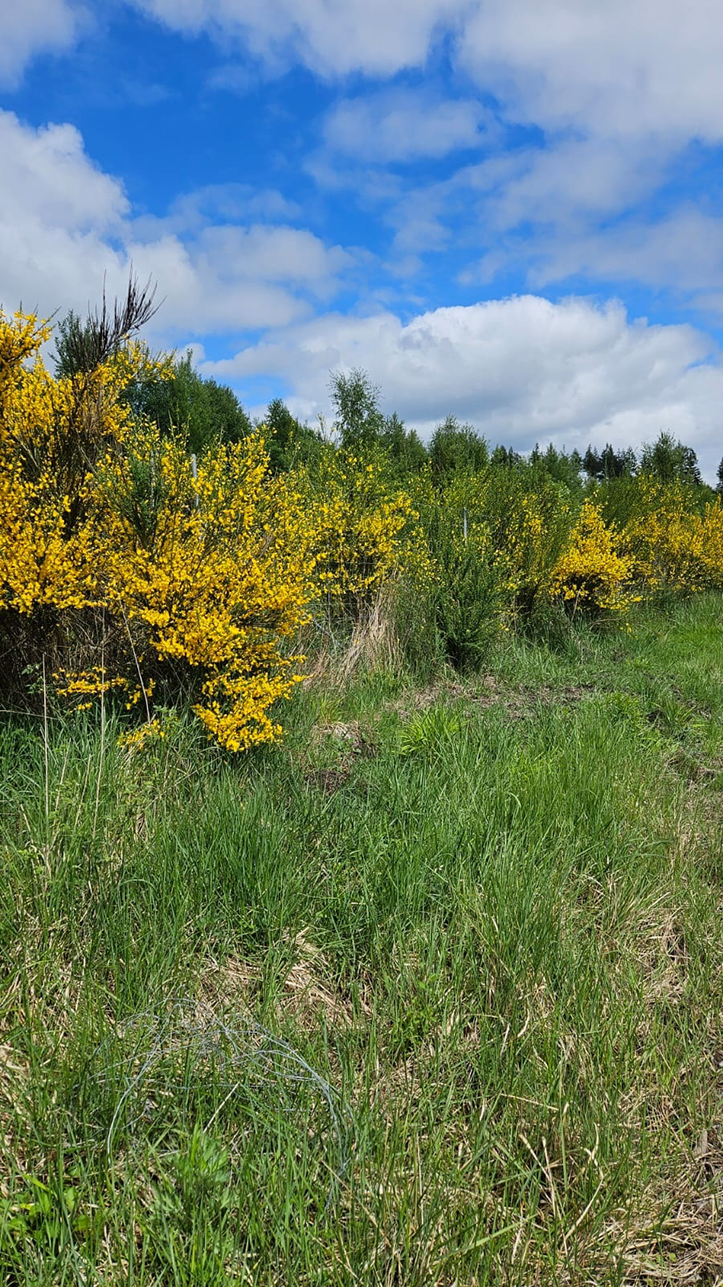 %_tempFileName05-04-Westenfeld_35%