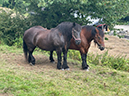 %_tempFileNameMi-Esselsteig_31%