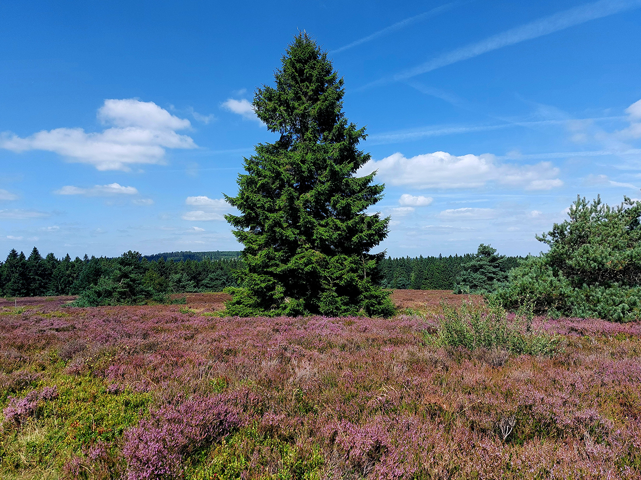 %_tempFileName08-10-Niedersfeld_41%