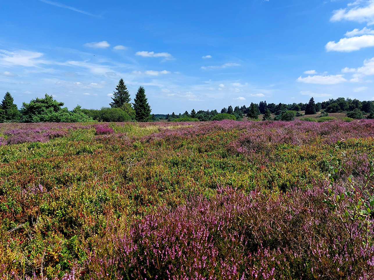 %_tempFileName08-10-Niedersfeld_42%