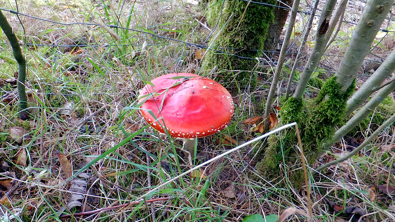 09_27_Sonnenstück_17