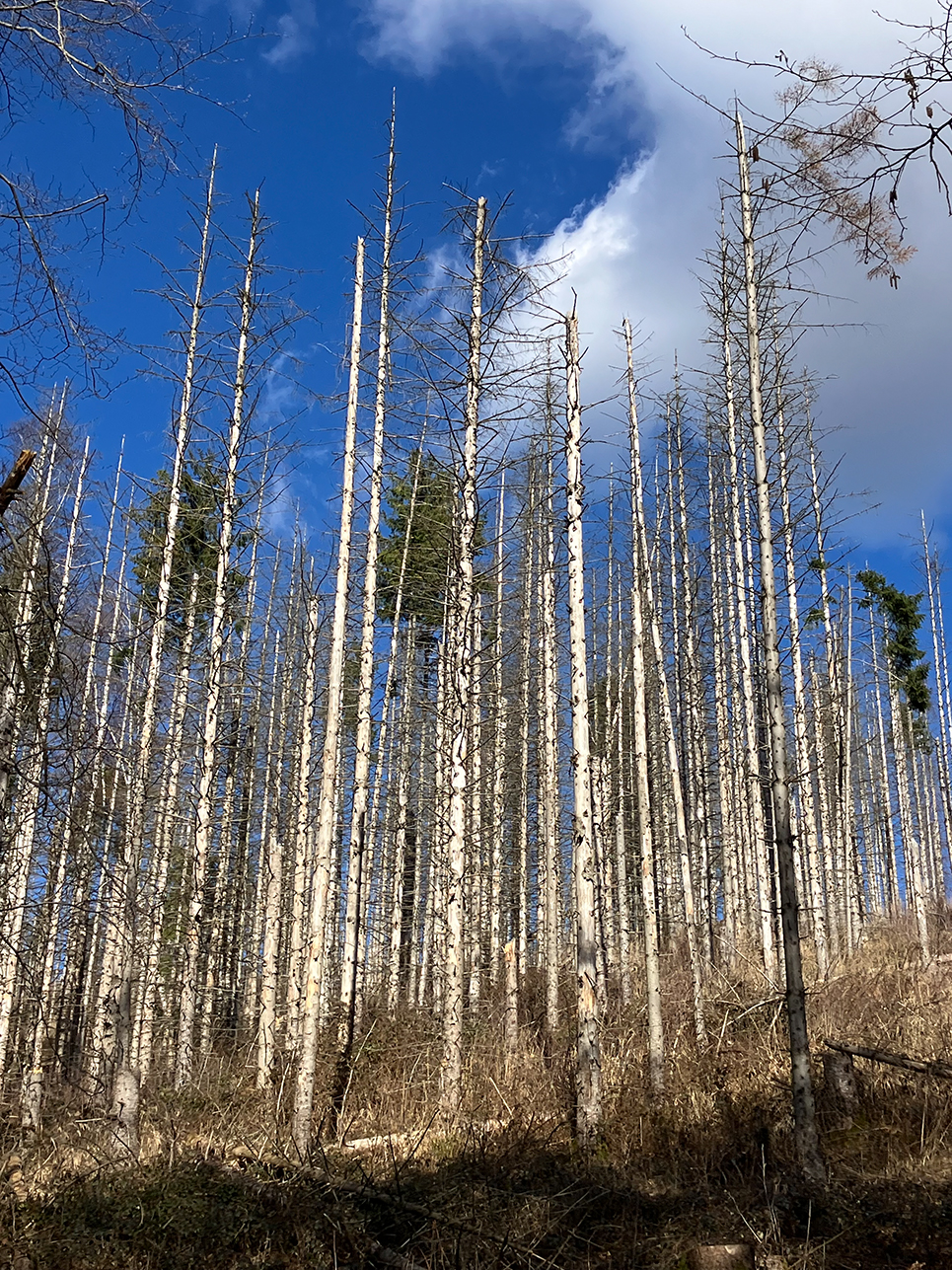 %_tempFileName03-01-Lattenberg_12%