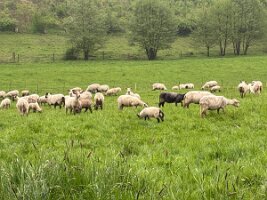 05-06-Hönnetal_15