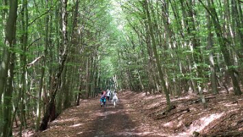 06-03-Waldroute_11