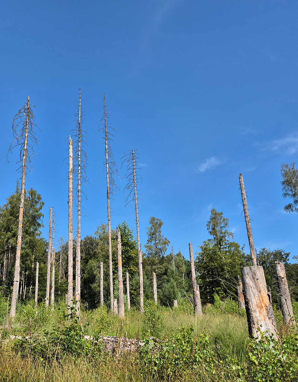 %_tempFileName08_02_Arnsberger%20Wald11%