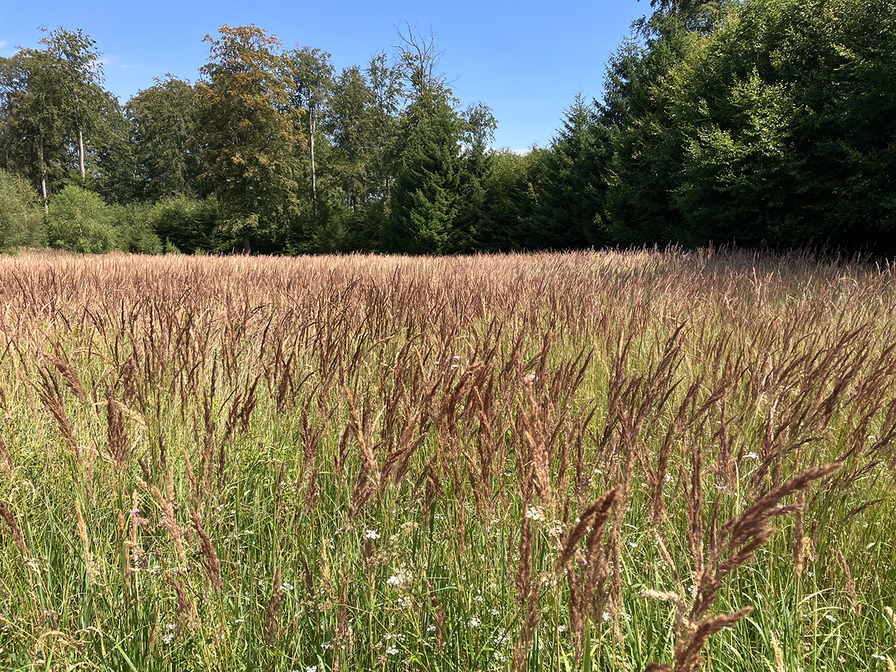 %_tempFileName08_02_Arnsberger%20Wald39%