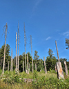 %_tempFileName08_02_Arnsberger%20Wald11%