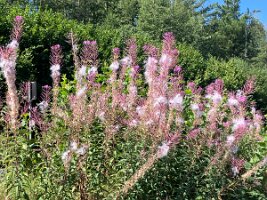 08-08-Genusswanderung_04
